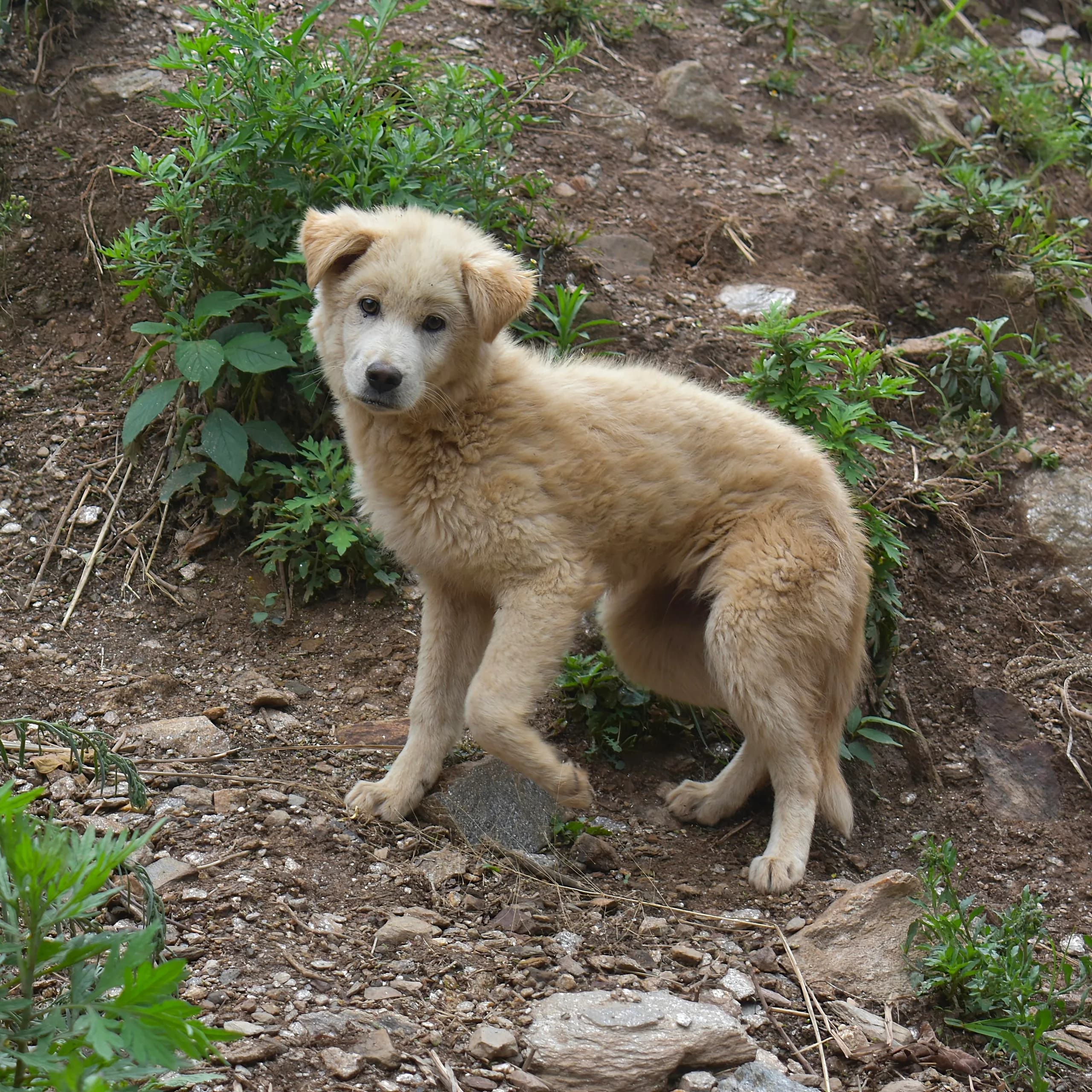 Himalayan Sheep Dog